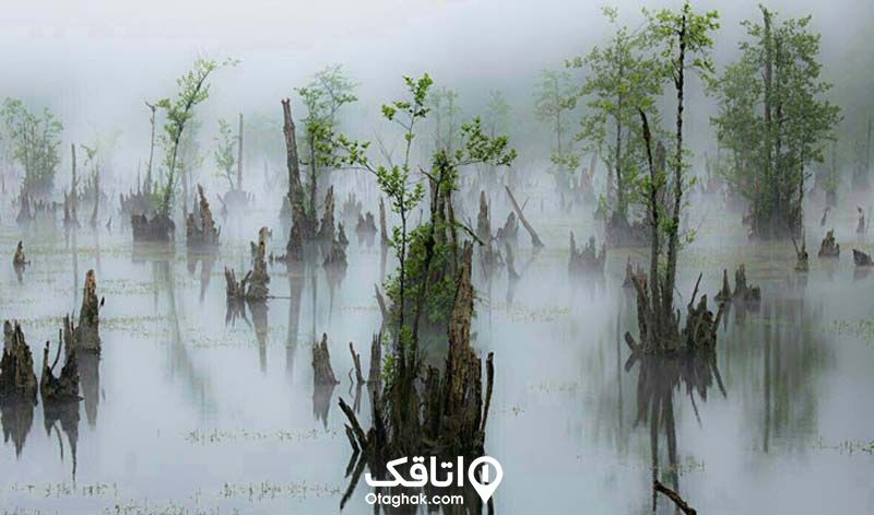 تالاب ارواح یا همان دریاچه ممرز در میان جنگل انبوه و پر از مه و آثار درختان خشک‌شده داخل آن