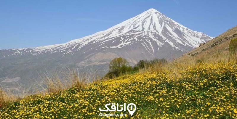 قله ای که نوک آن پوشیده از برف است و جلوی آن یک دشت سرسبز با گل های زرد رنگ