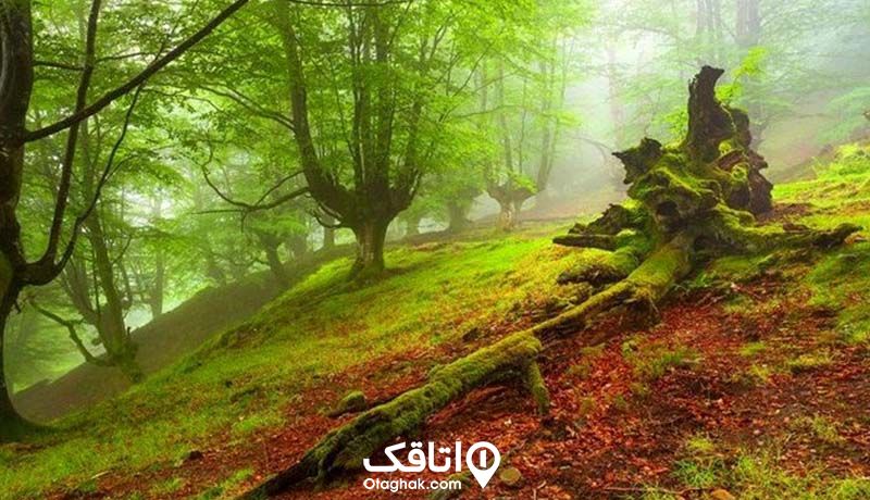 جنگل زیبا با درختانی که روی آنها خزه بسته به نام جنگل هلی‌دار