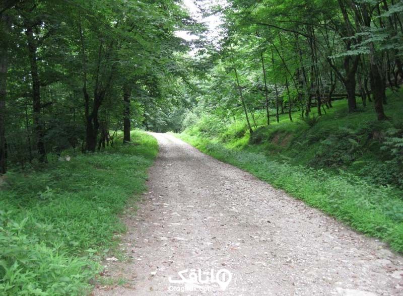 جاده خاکی بین جنگل روستای اسب‌چین