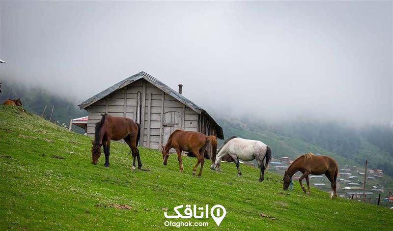 4 اسب در زمین چمن رو به روی یک کلبه چوبی در حال چریدن هستن، کلبه روی یک تپه قرار دارد و پایین تر از تپه تعدادی خانه روستایی از جنگل ابر پوشیده شده اند