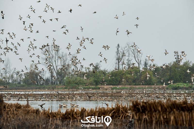 تعداد زیادی پرنده در حال پرواز ب فراز دریاچه ای در منطقه ای سرسبز 