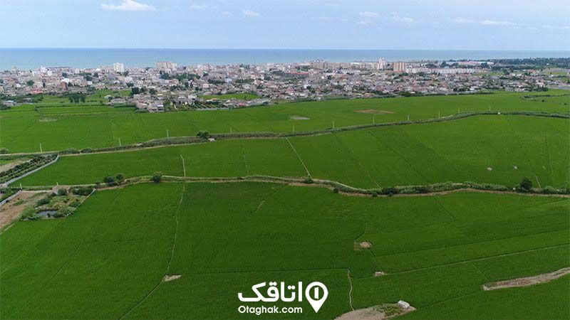 نمایی از بالای شالیزارهای شمال ایران