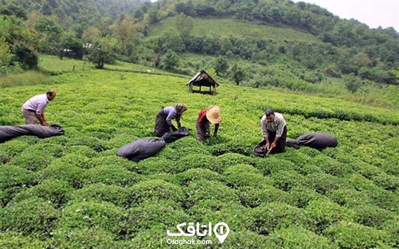 مزرعه چای و مزرعه داران در حال کشت چای