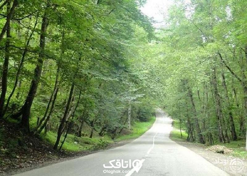 جاده ای در دل یک جنگل که دو طرف آن درختان است