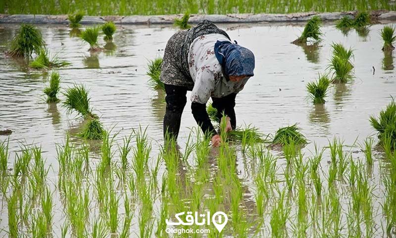 خانمی در خال کاشت برنج در شالیزار