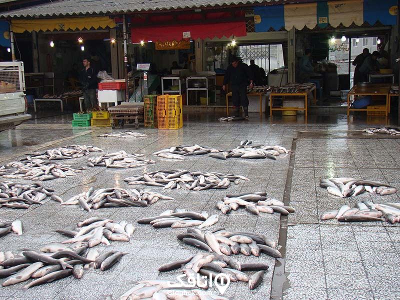 تعدادی ماهی روی زمین در بازار ماهی