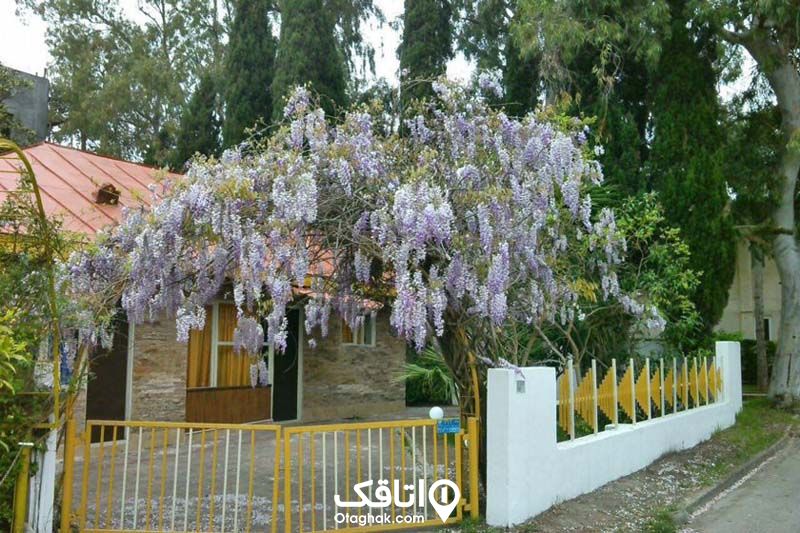 خانه ای که درحیاط کوچک آن یک درخت بید زیبا با گل هاب یاسی فراوان است