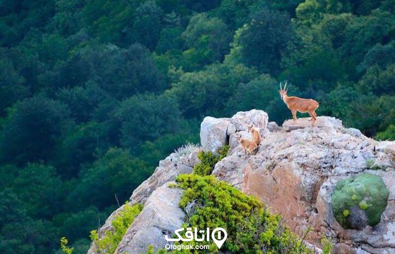 پارک ملی کیاسر