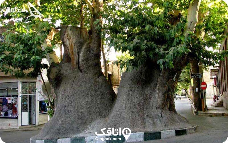چنار دوهزار ساله روی یک میدان کوچک روبروی یک مغازه لباس فروشی