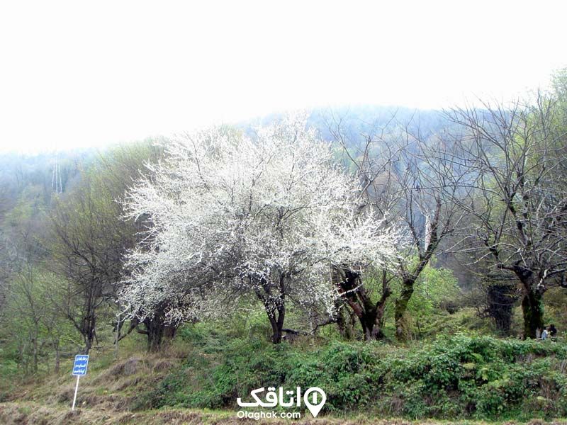 جنگلی با یک درخت با شکوفه‌های سفید در نمک آبرود 