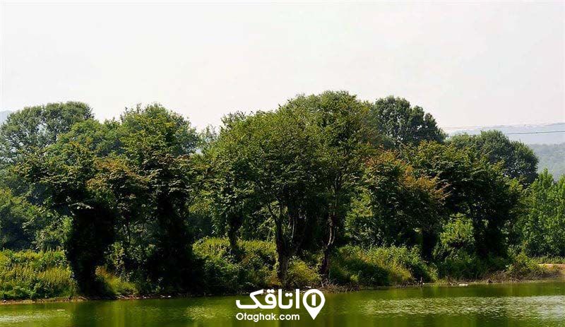 جنگل کوتنا در قائم‌شهر