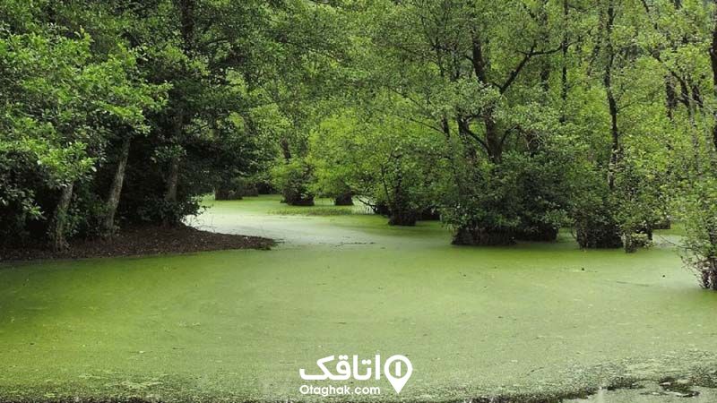 تالاب قادی کلا