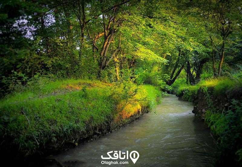 جنگل سرسبز و دیدنی خیبوس