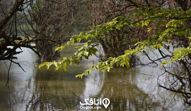 تالار کرچنگ 
