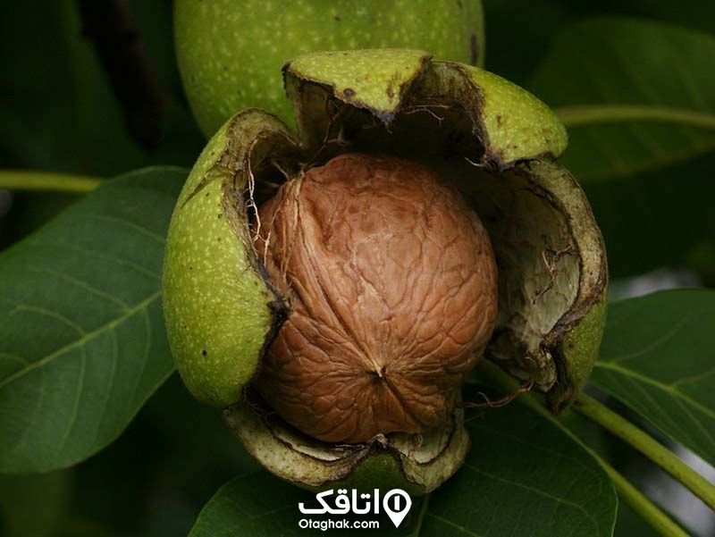 گردو سوغات نطنز