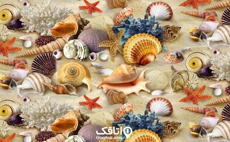 تعدادی از انواع صدف و ستاره دریایی از خلیج فارس