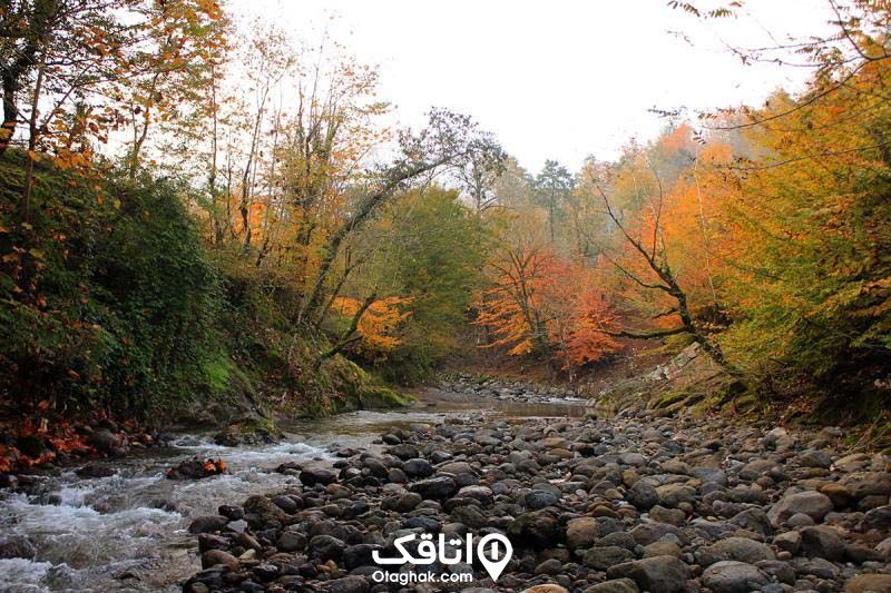 جنگل بی بی یانلو آستارا