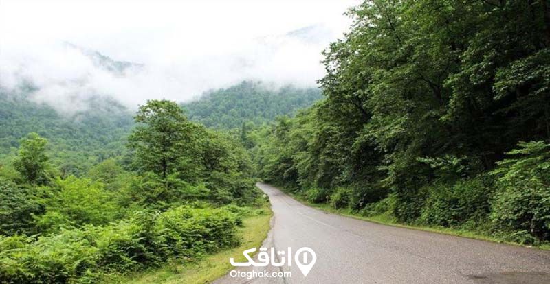 جاده ای در میان جنگلی سرسبز 