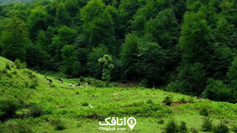 جنگل چهل چای دیدنی مینودشت