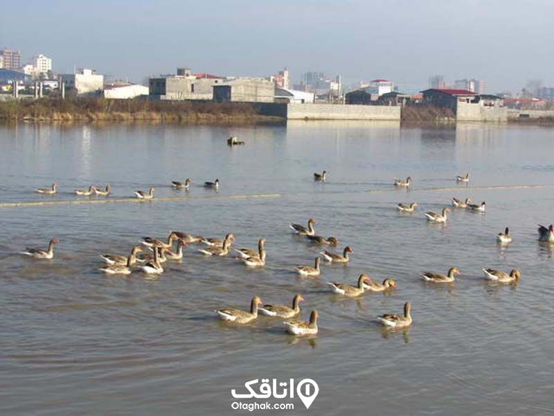 غازها و اردک ها روی دریاچه آب بندان