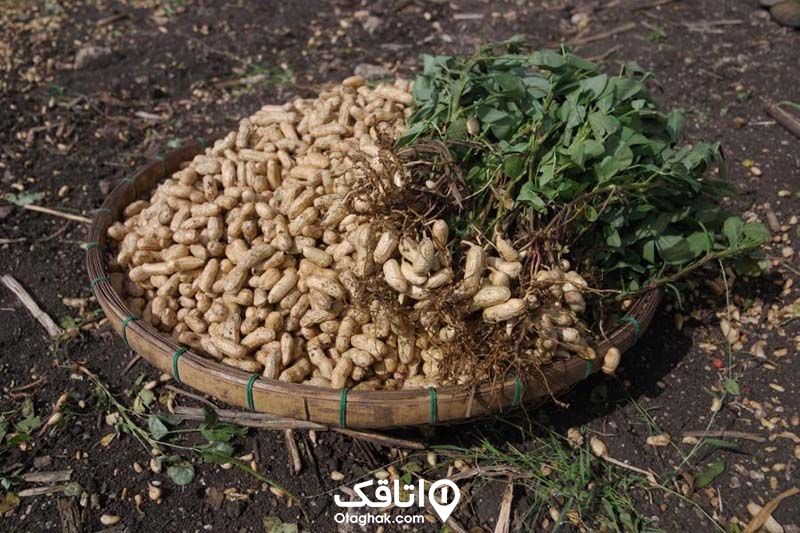 بادام زمینی سوغات آستانه اشرفیه