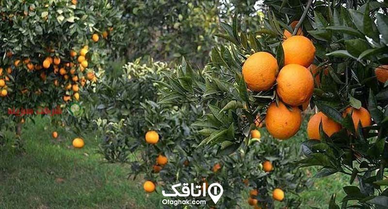 باغ مرکبات و پرتغال هایی روی درخت 