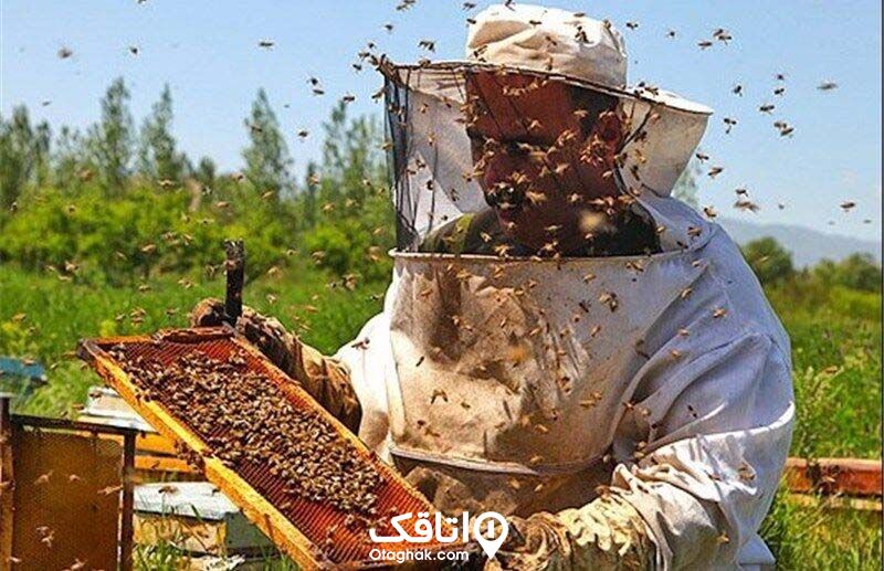 زنبوردار با لباس مخصوص مشغول چک کردن یک کندوی باز شده پر از زنبور