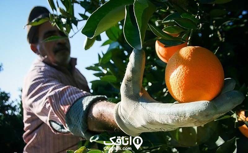 باغبان در حال چیدن پرتقال از درخت