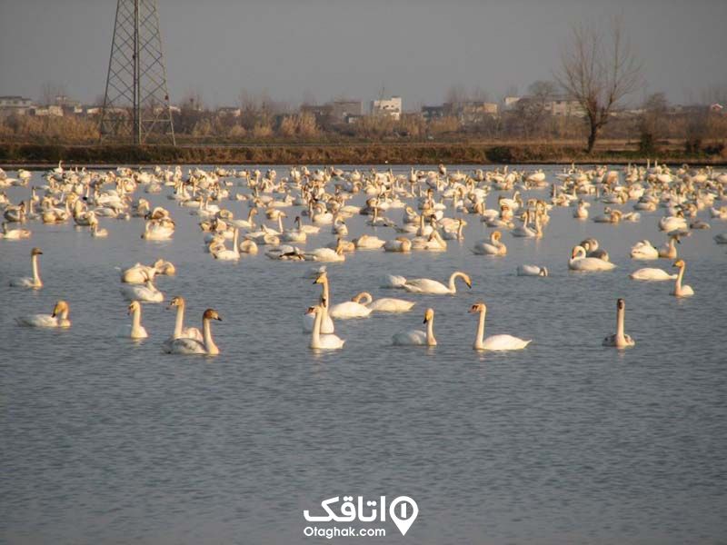 دریاچه پر از قو ی مهاجر