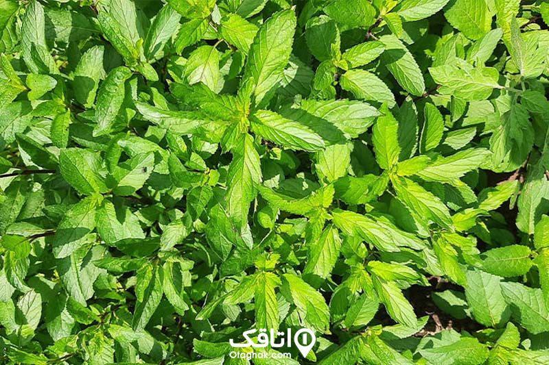 مقداری سبزی نعناع تازه داخل یک باغچه
