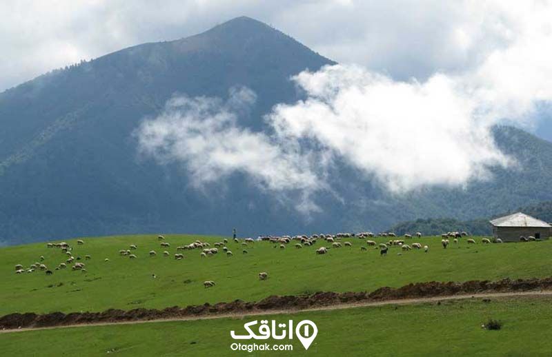 ییلاق کوهستانی سوباتان و دشت پر از سبزه و گوسفندانی در حال چرا