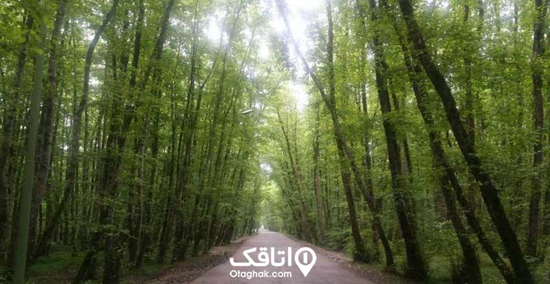 جاده باریک در میان انبوهی از درختان بلند در پارک جنگلی گیسوم