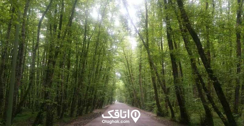 جاده باریک در میان انبوهی از درختان بلند در پارک جنگلی گیسوم تالش