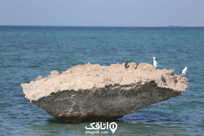 صخره قارچی کیش
