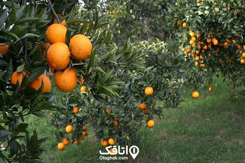 مرکبات املش صنایع دستی و سوغات املش