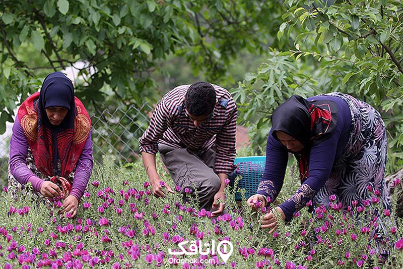 گل گاوزبان صنایع دستی و سوغات املش