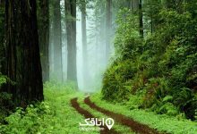 درباره صومعه سرا