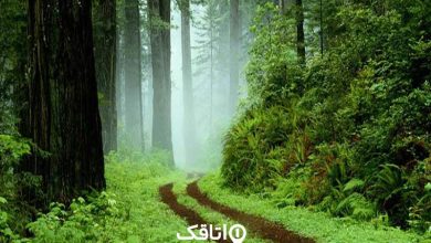 درباره صومعه سرا
