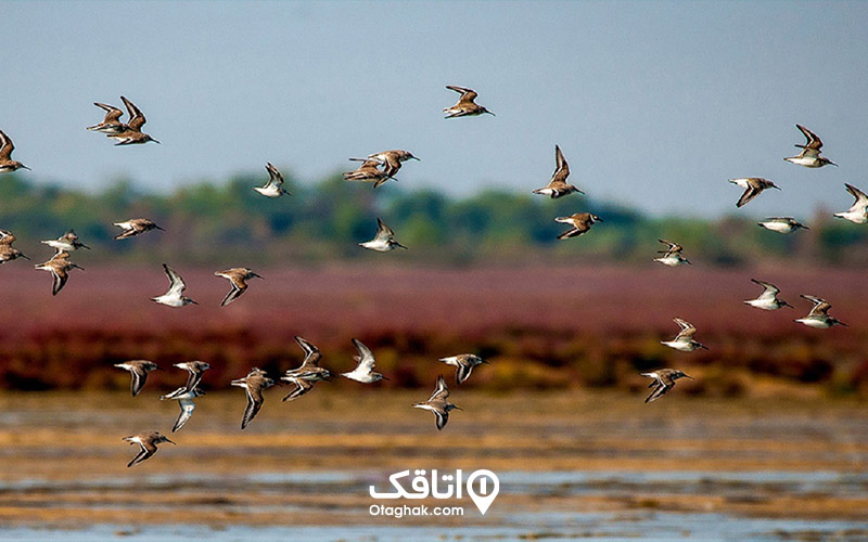 بهشهر کجاست-تالاب میانکاله 