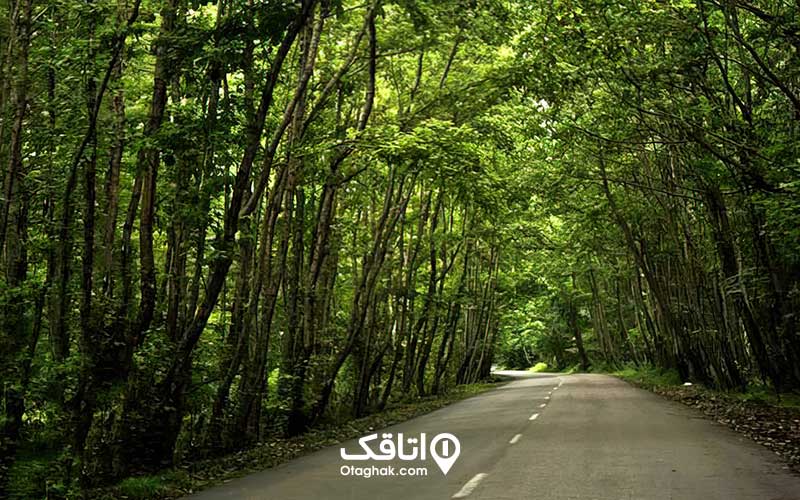 جاده ی که دو طرف آن درختان بلنذ و سبز است