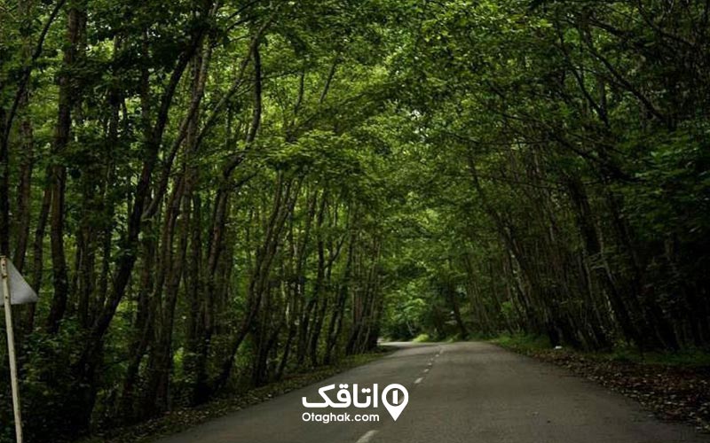 جاده ایزدشهر به چمستان پر از درخت بلند