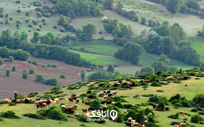 مرتع دامنه کوه و گوسفندان در حال چرا