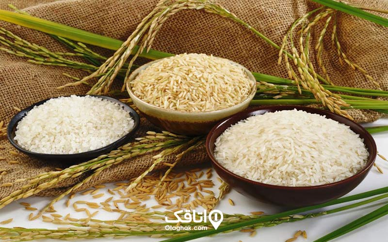 برنج از محصولات شهر های شمالی ایران 