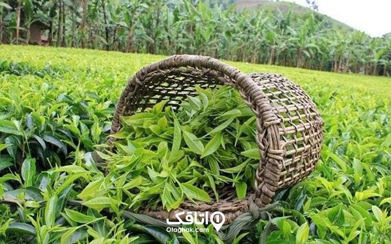  یک سبد دمر افتاده پر از چایی در یک مزرعه چایی