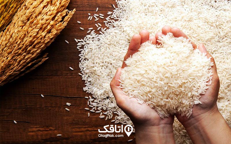 مقداری برنج در دستان یک نفر و مقداری برنج خوشه ا ی خشک در کنار آن