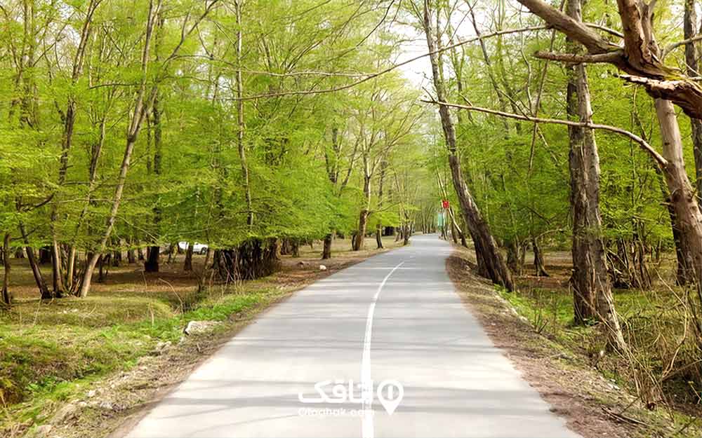 جاده آسفالت درون پارک جنگلی ایزدشهر