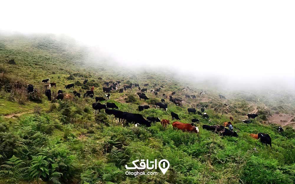 کوهپایه روستای چارز و تعدادی گاو در حال چرا