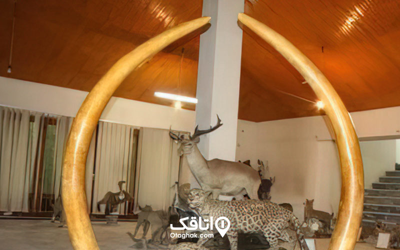 موزه دیدنی حیات وحش خشکه داران و حیوانات تاکسیدرمی شده در آن