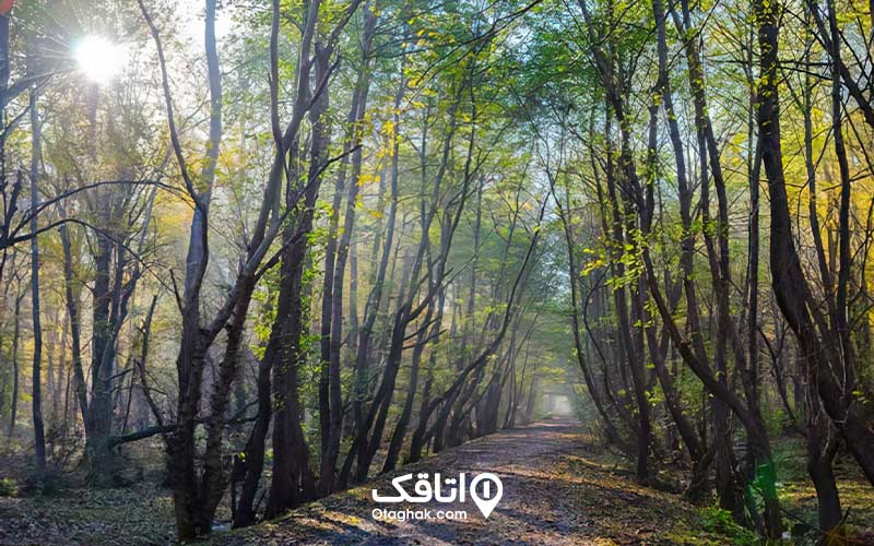 پارک جنگلی نور و مسیر پیاده روی که با برگ درختان در فصل پاییز پوشیده شده